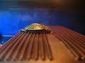 hatchling red eared slider climbs basking dock hatchling red eared slider climbs basking dock
