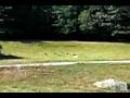 Snapshot, JH Land Singles, GRCA Nat'l Specialty