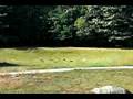 videos de Snapshot, JH Land Singles, GRCA Nat'l Specialty