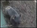 when animals attack when animals attack