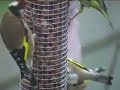 Goldfinch and Friends.