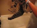 cat gets washed