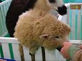 Sheep vs. Llhama   ???vs.???
