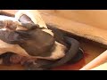 Blue Nose pitbull On Labor Blue Nose pitbull On Labor