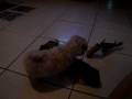 videos de Pierre e Calopsita xD
