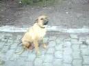 Os pais dos Canitos