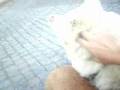 Os pais dos Canitos