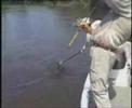 Amazon Peacock Bass