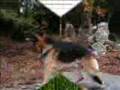 videos de ulco berger allemand