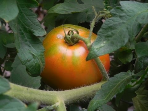 how to harvest habanero peppers