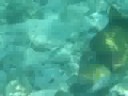 Titan Triggerfish Falling Over