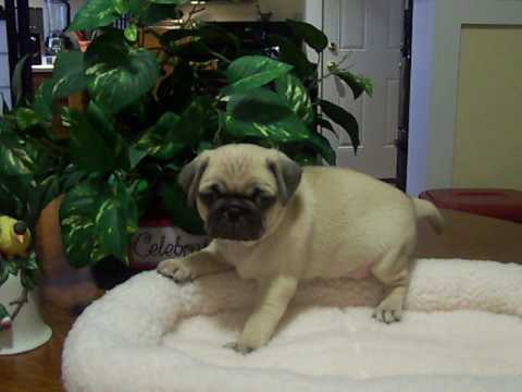 AKCCKC Female Fawn puppy Suzie Q.