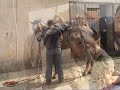 Cavallo Grigio