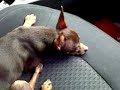 Perro reguetonero.