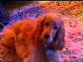 cocker spaniel - teach your dog to sing