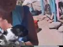 refugio perros maltratados rancagua refugio perros maltratados rancagua