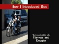 Click here to watch this video Boo's Motorcycle seat.wmv