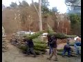 Allandale Farm XMas Trees