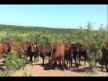 Video for The Sugarloaf Ranch