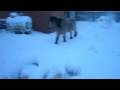 videos de Greyhound in the snow