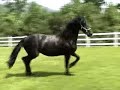 Oeke (Friesian filly) at 24 months old