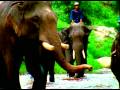 Survivor 5 Thailand Opening Credits [High Quality]