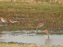 Black-tailed Godwit - Grutto Black-tailed Godwit - Grutto