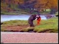 funny videos