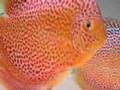 Sunrise Tropicals Discus fish 2008 06 29