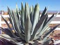 Super huge agave plant in New Mexico