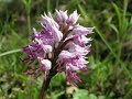Orchis simia Lam - Orchidea selvatica