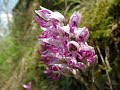 Orchis simia Lam - Orchidea selvatica
