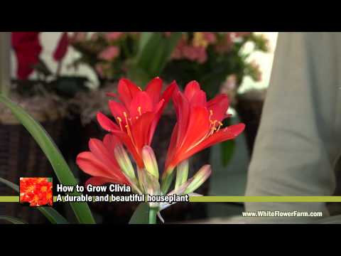 how to plant clivias