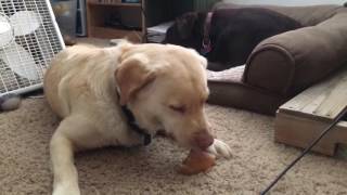 Fred & Moku: Desensitization and Counterconditioning in the "Real World"