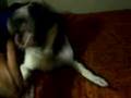 Bull Terrier Miniatura video