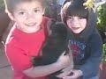8 Rottweiler Puppies first 5 weeks