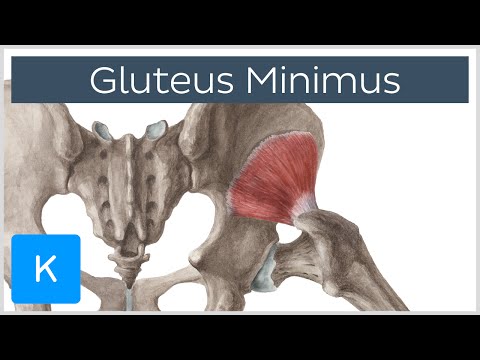 how to locate gluteus medius