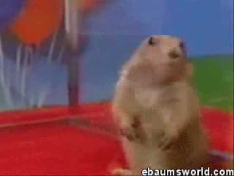 Dramatic Ground Squirrel