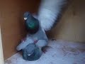 los jiennense de los turcos