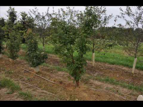 how to fertilize evergreen trees