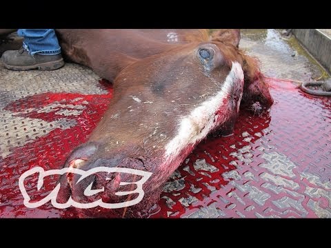 An Inside Look at the Exotic Animal Trade: Profiles by VICE (Trailer)