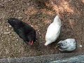 What is Chicken Love What is Chicken Love
