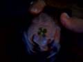 Four Leaf Clover