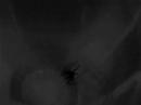Big House Spider