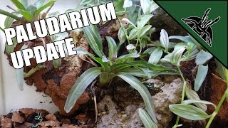 Paludarium update - 4 months progress
