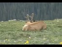 Rocky Mountains and Elks