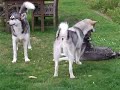 Qanik, Nukka & Nilak