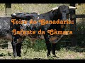 Especial Encierro com Toiros da Corrida do Dia 14 de Agosto em Samora Correia