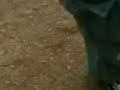 sektenmuzik freddy cool