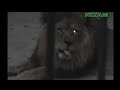 Mashallah A lion Roars ALLAH!